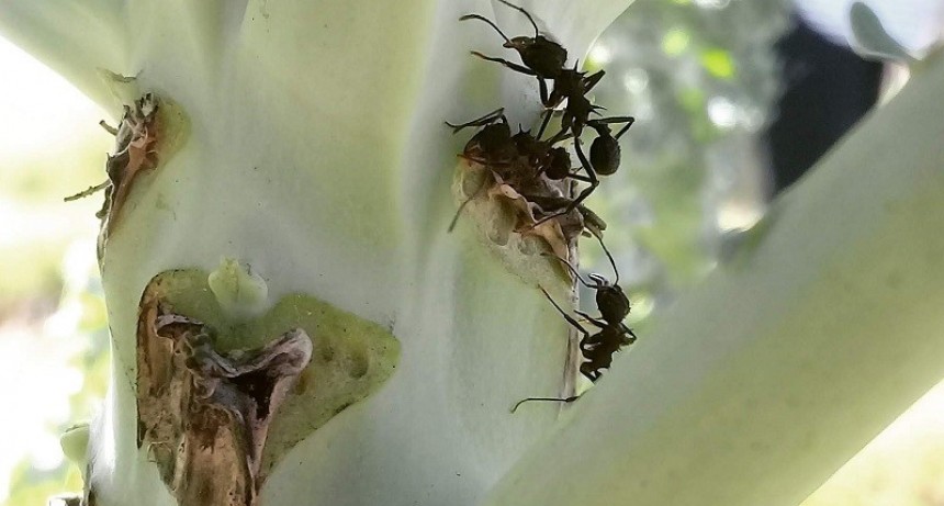 Hormigas negras: recomendaciones para un control biológico adecuado
