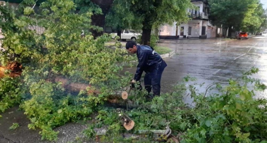 JUNIN| Caída de árboles y muchos inconvenientes por el temporal 