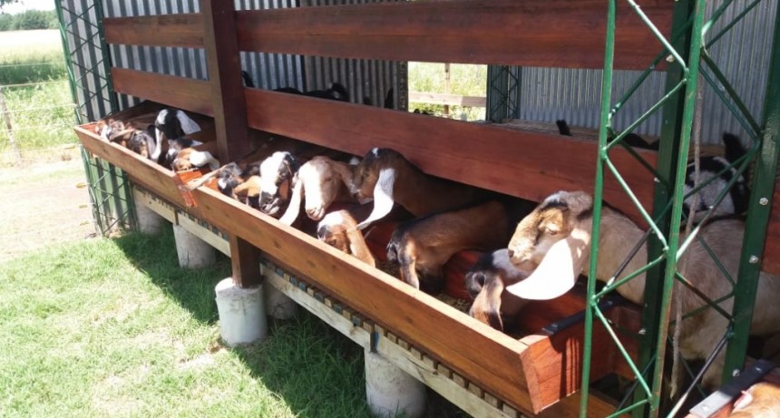 HORACIO MARTINEZ | Criar cabras, producir carne, producir leche, elaborar quesos, una sabrosa y rentable opción