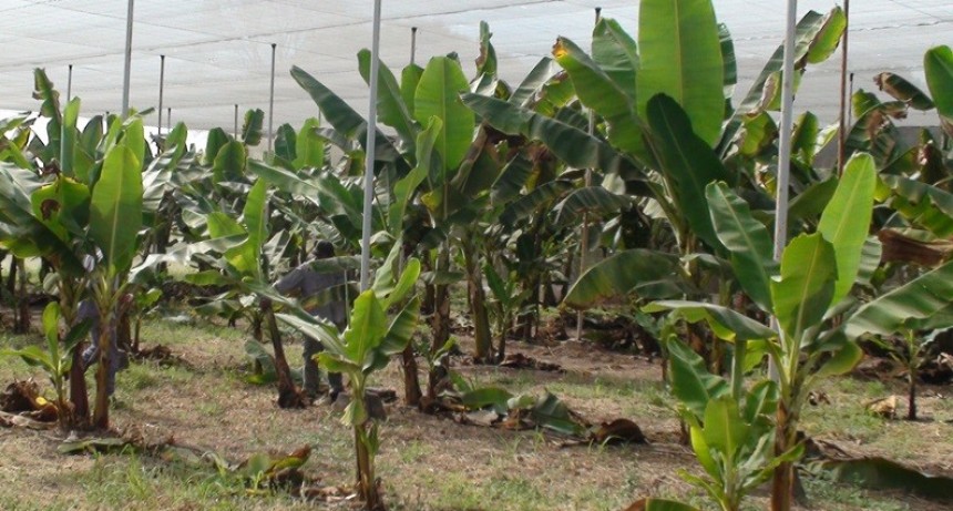 Evalúan alternativa productiva para el cultivo de banana