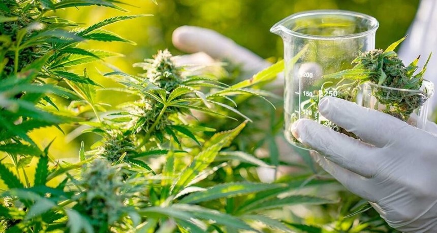 El INTA consolida su rol estratégico en el desarrollo del cannabis