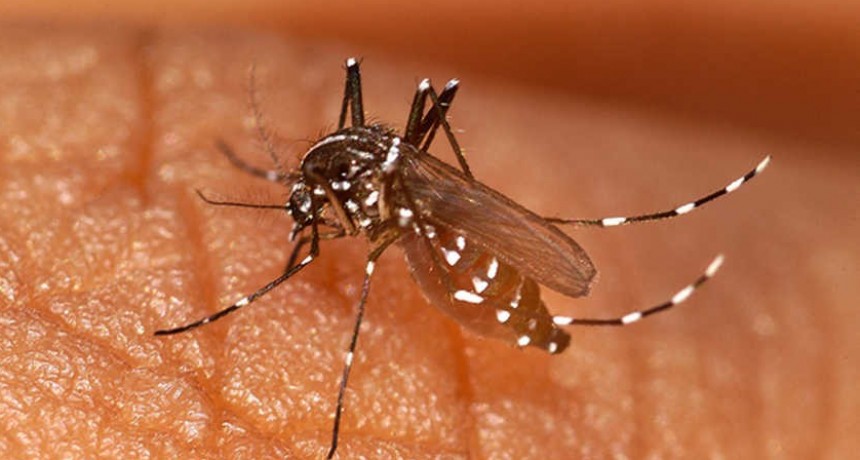 Se reactiva la campaña de prevención del dengue