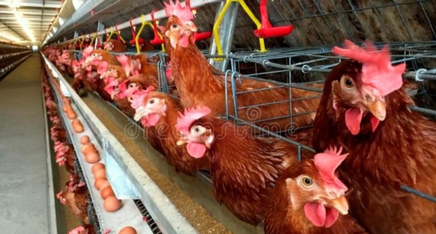 Presentan un régimen de producción para el desarrollo avícola