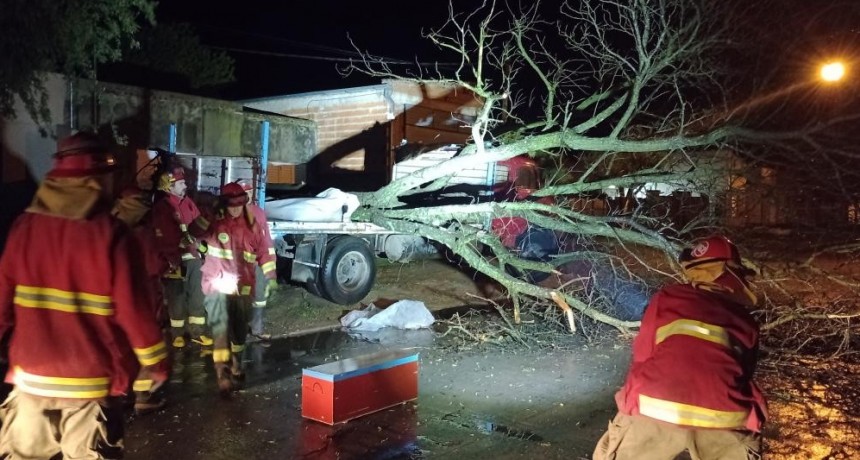 El temporal de anoche derribó árboles en Bragado