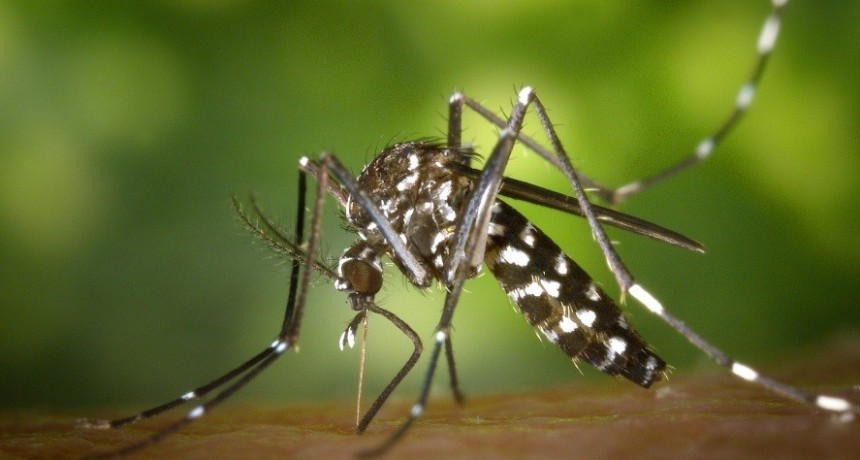 Dengue, zika y chikungunya: métodos de prevención