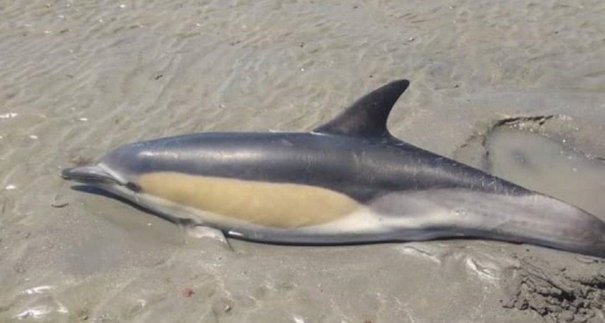 Río Negro: un nene salvó a un delfín que había encallado en Las Grutas
