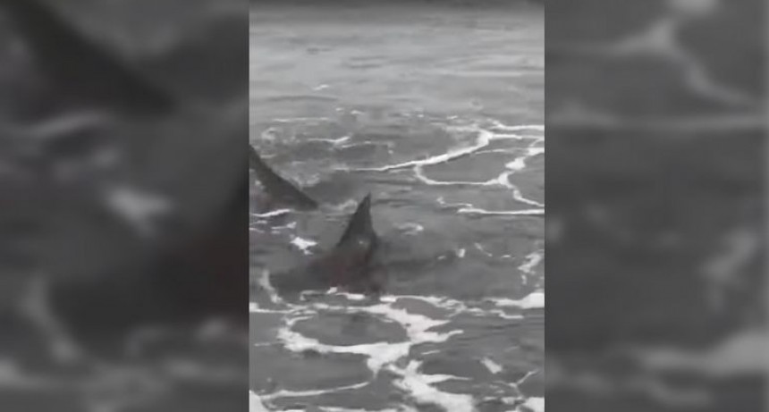Tiburones sorprendieron en las orillas de Monte Hermoso
