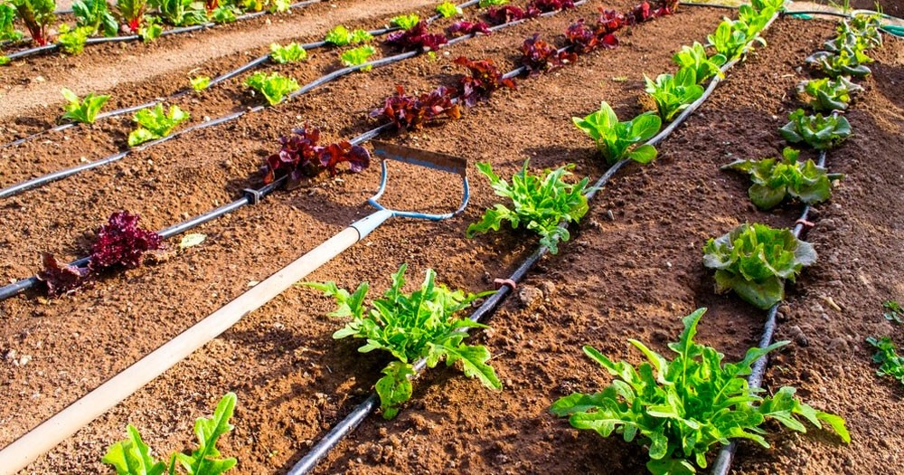  CECILIA SARCO: Es posible hacer horticultura en nuestra zona
