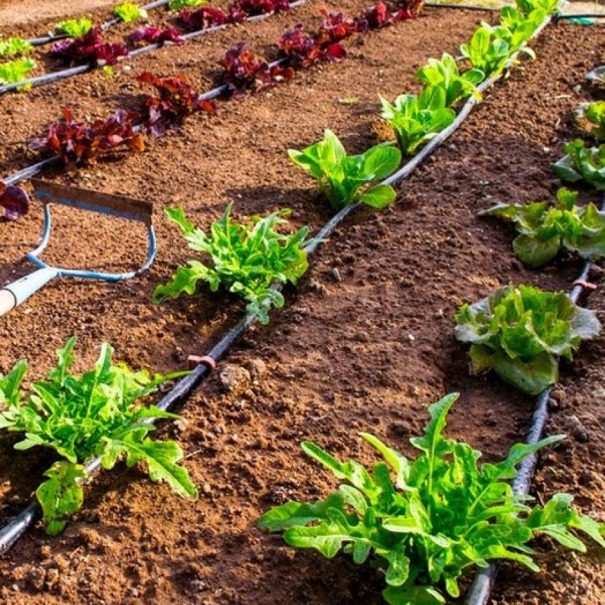  CECILIA SARCO: Es posible hacer horticultura en nuestra zona