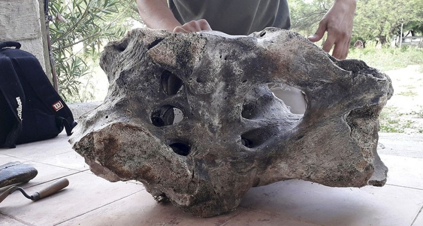 Paleontólogos, entusiasmados con el primer hallazgo de fósiles de un perezoso gigante