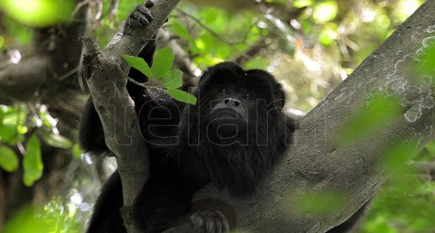 El mono aullador, un centinela de la salud que está en peligro y fue declarado monumento natural