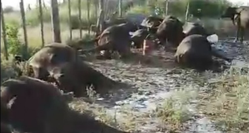 Golpe de calor: unos 25 animales murieron en un campo de Bolívar