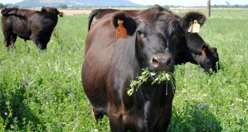 Pastoreo rotativo: la mejor manera de utilizar la alfalfa
