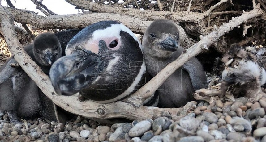 Imputarán al responsable de pasar una topadora sobre nidos de pingüinos