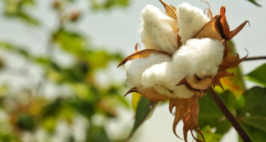 De exportación: las variedades de algodón del INTA conquistan Paraguay