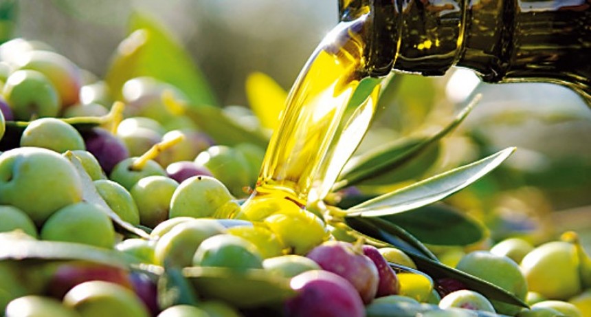 Desarrollan reactivos para diagnosticar una bacteria que afecta al olivo