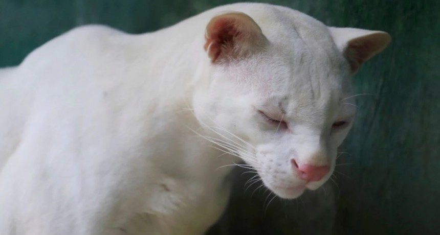El primer ocelote albino conocido en el mundo angustia a los científicos