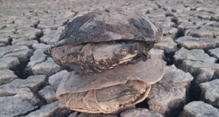 Bomberos rescatan más de 50 tortugas de agua atrapadas en una laguna de Saforcada que se secó