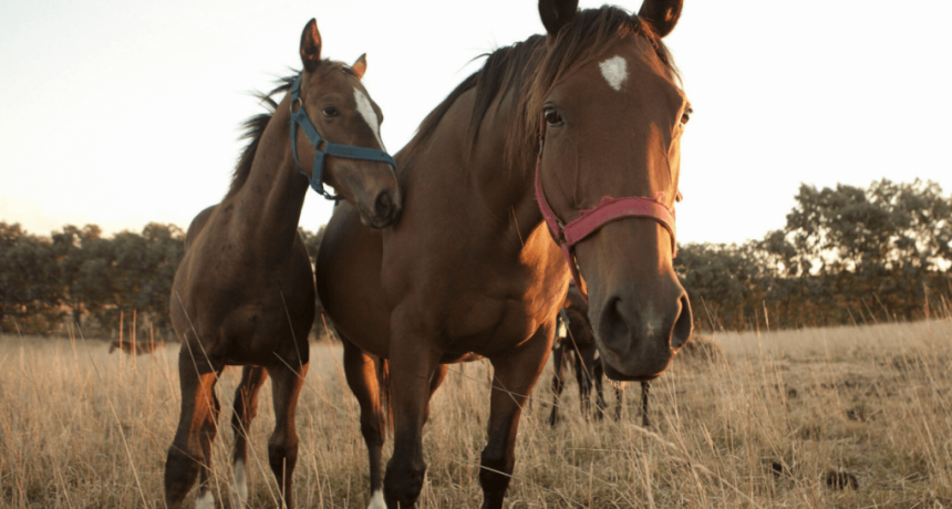 Encefalomielitis Equina: la vacunación volverá a ser obligatoria para caballos que participen de eventos