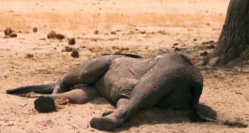 Al menos 100 elefantes murieron por sequía en Zimbabue