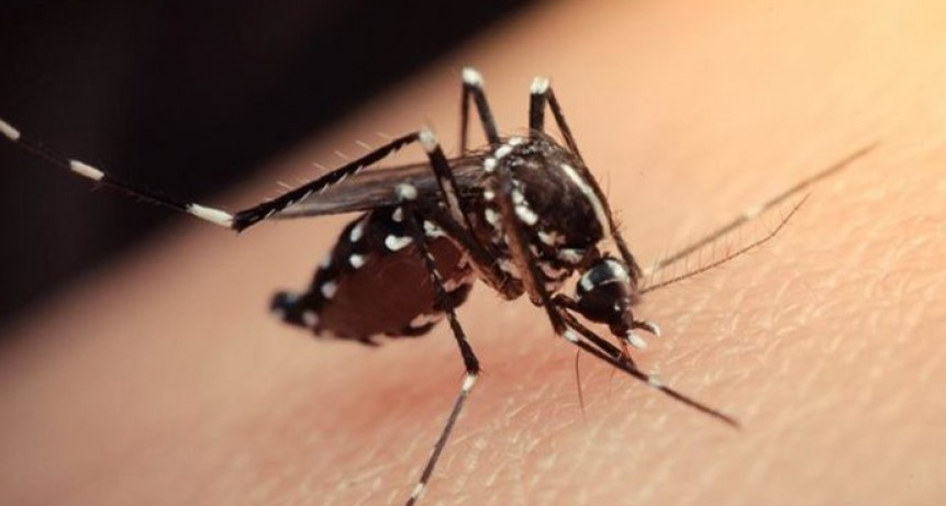 Otra vez el Dengue: llegan a 40 los casos en la provincia