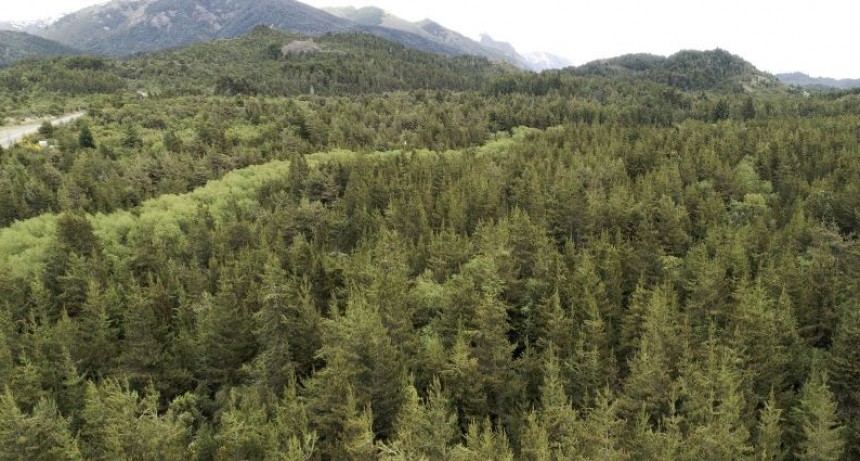 Los árboles nativos protegen los bosques de la invasión de plantas exóticas