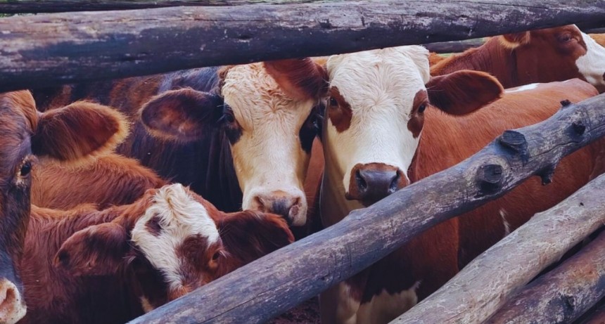 Cómo reducir el estrés y sus consecuencias en el ganado