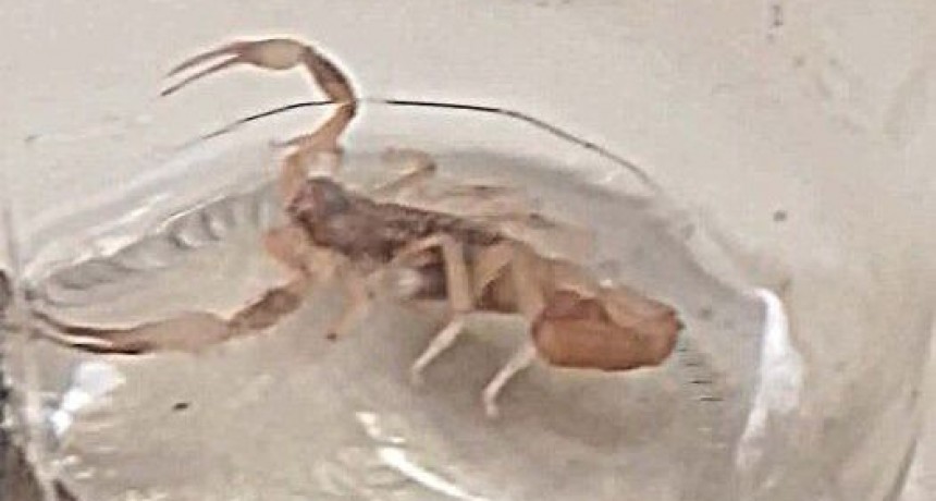 LINCOLN: Encontraron un escorpión de una especie peligrosa
