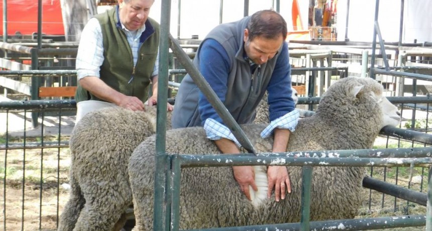 Prácticas para prevenir el contagio de sarna ovina