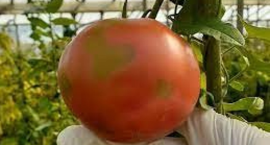 Virus rugoso del tomate: pautas para prevenir su dispersión