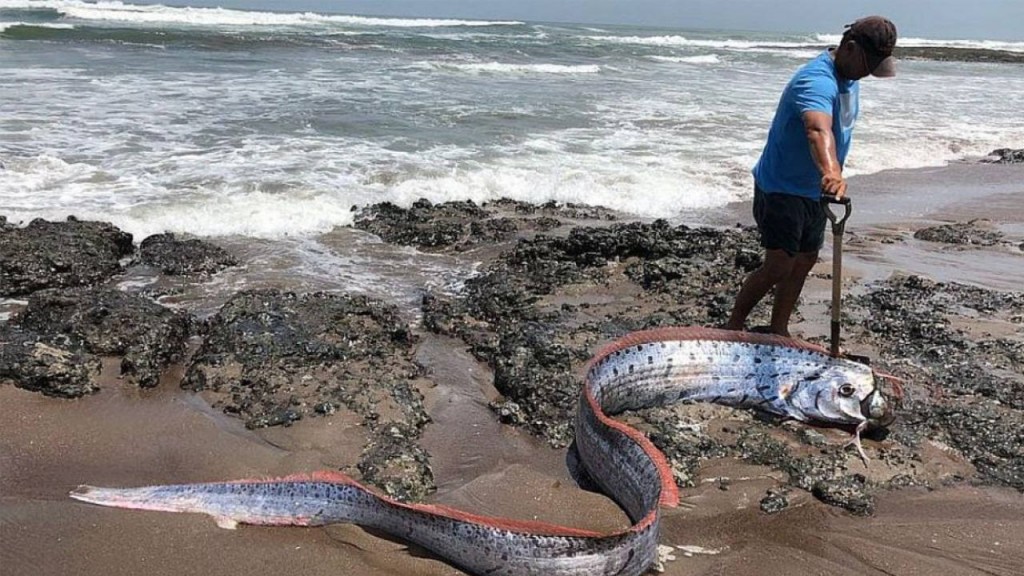 Temor en Japón por la aparición de peces remo