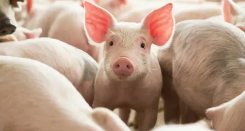 El consumo mundial de carne de cerdo aumentará un 7,2 % en 2030