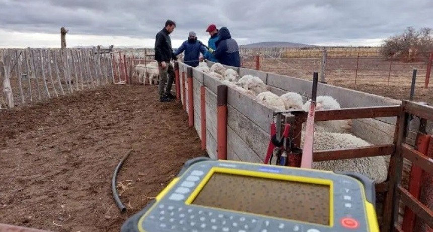 Esquila con tecnología de identificación electrónica aplicada al manejo ovino