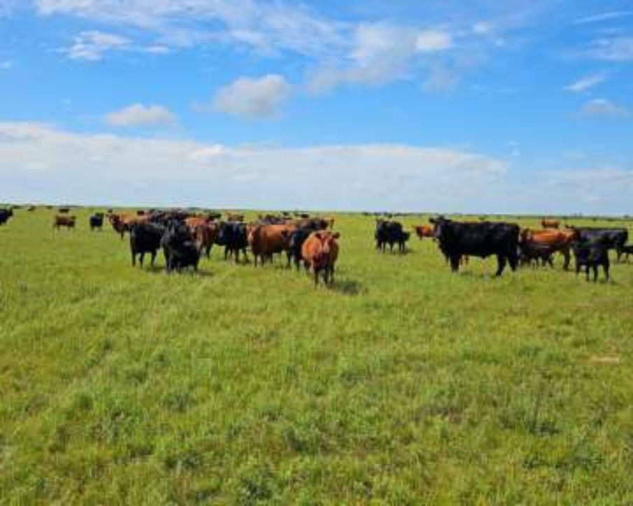 Presenta Asociación Rural de Gral Vte