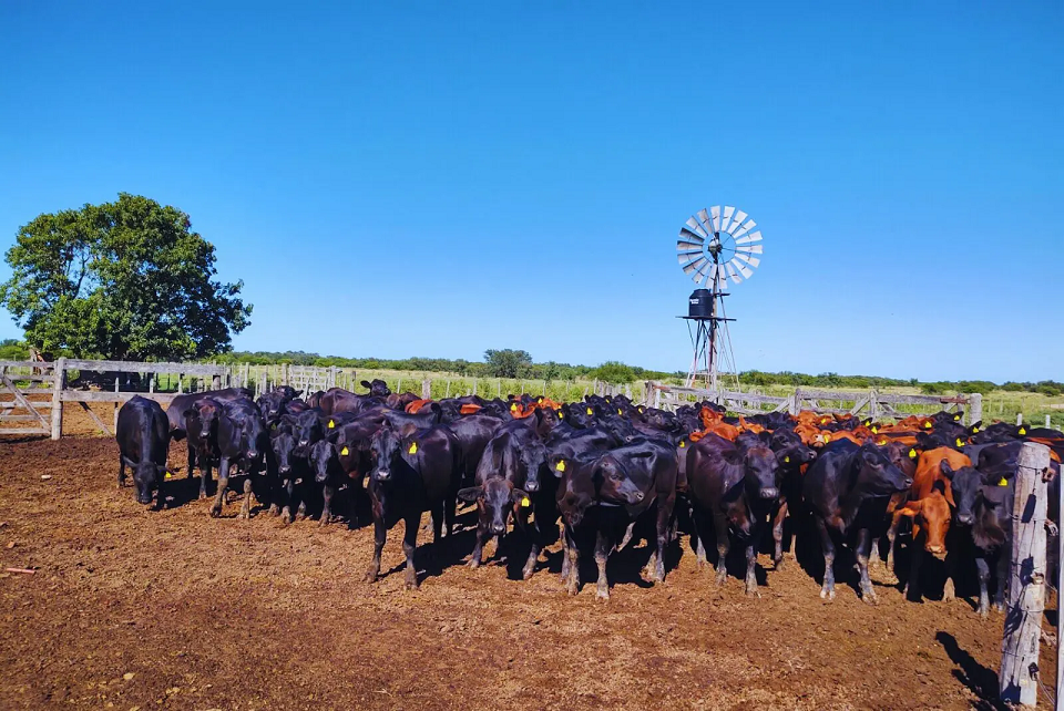 Pautas para el control de los parásitos internos en los rodeos