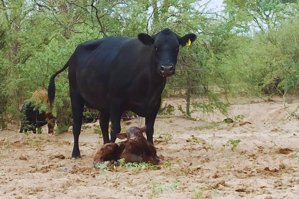 Promueven estrategia de manejo para mejorar la producción de carne