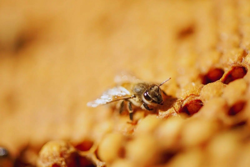 Caracterizan un virus que afecta a las abejas