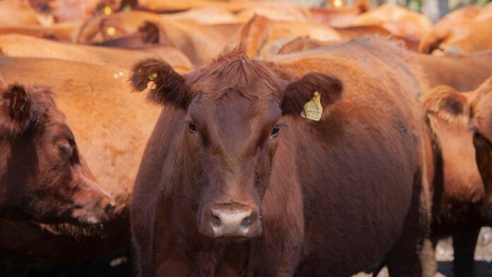 Eliminan una norma que establecía el peso mínimo de faena para bovinos