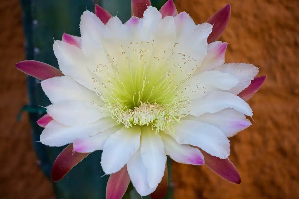 Mitos y leyendas con la Profesora Marcela Pestaña. Hoy La flor de cactus