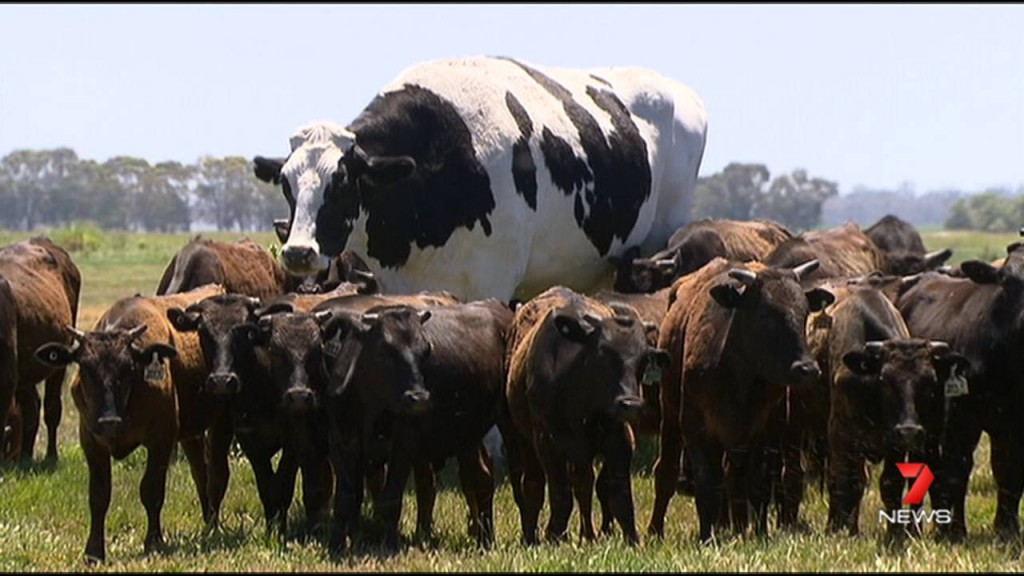 Sorprende a Australia un novillo gigante
