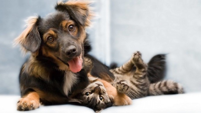  Hasta el viernes 15  se estará castrando a perros y gatos en forma gratuita