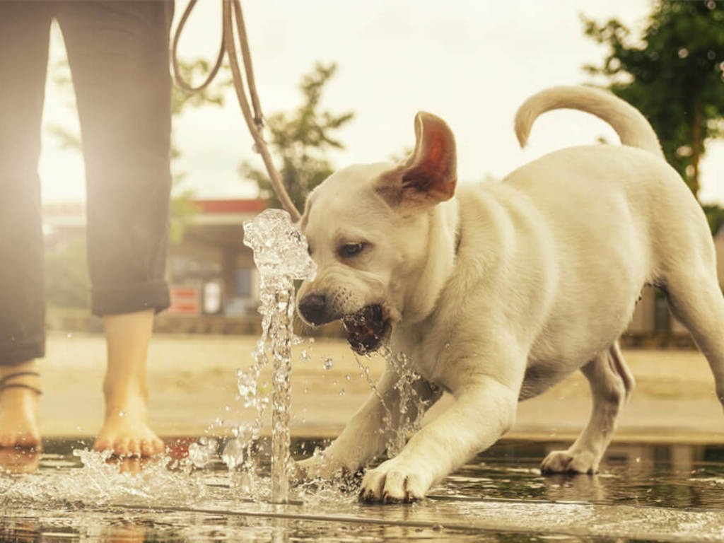 Consejos para cuidar a nuestras mascotas durante las altas temperaturas